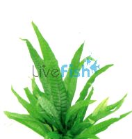Java Fern - Large