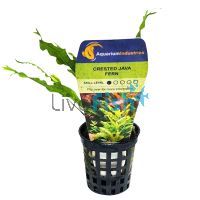 Java Fern Crested - Pot