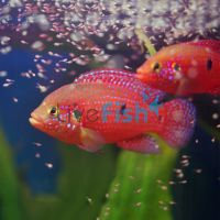 Red Forest Jewel 9cm