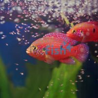 Red Forest Jewel 4cm