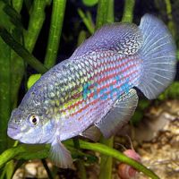 American Flag Fish 4cm
