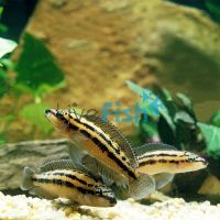 Julidochromis Dickfeldi 3cm