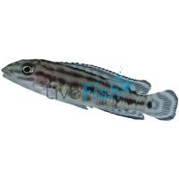 Julidochromis Marlieri 4cm