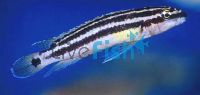 Julidochromis Ornatus 5cm
