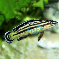 Julidochromis Regani 4cm