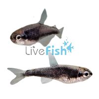 Kerri Super Blue Emperor Tetra 2cm