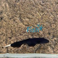 Double Fin Ghost Knife Fish 6cm