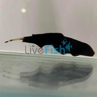 Double Fin Ghost Knife Fish 8cm 