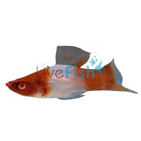 Kohaku Koi Swordtail 5cm