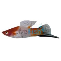 Kohaku Wagtail Swordtail 5cm