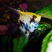 Koi Angelfish 8cm
