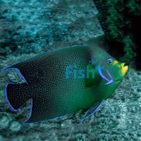 Koran Angelfish - Medium Adult