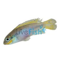 Kribensis Striped - Kienke 4cm