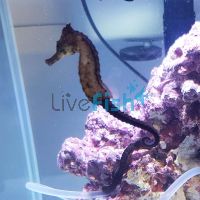 Kuda Seahorse 7cm