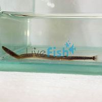 Kuhlii Loach - Neon 6cm