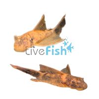 L/F Marble Bristlenose Catfish 3cm