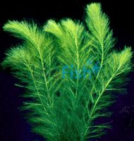 Filigree Milfoil Bunch