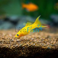 L.T. Mini Molly - Golden 3.5cm
