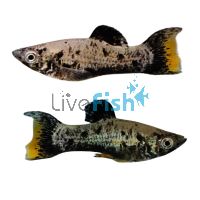 L.T Orange Neon Tail Flaked Molly 5.5cm