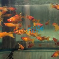 L.T Orange Saffron Molly 5.5cm