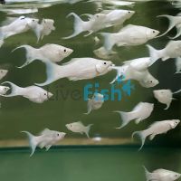 L.T Platinum Molly 5cm