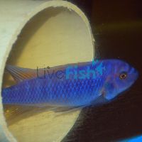 Labeotropheus Trewavasae 4cm
