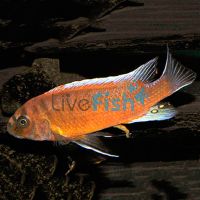 Chilumba Red 5cm 