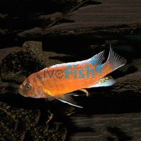 Chilumba Red 3.5cm