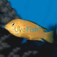 Electric Yellow 4cm