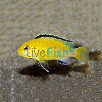 Electric Yellow Australian Bred 3.5cm