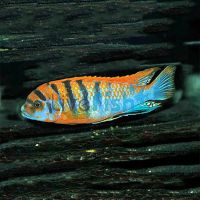 Labidochromis Hongi 5cm