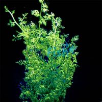 Lace Fern Bunch