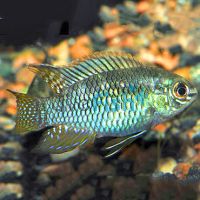 Laetacara Curviceps 4cm