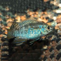 Curviceps Laetacara Curviceps 