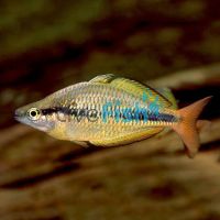 Lake Tebera Rainbow 5cm