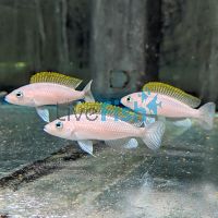 Lamprologus Caudopunctatus 5cm 