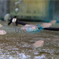Lamprologus Ocellatus Gold - Zambia 3.5cm 