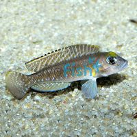Lamprologus Ornatipinnis 4cm