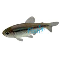 Lapis Tetra 1cm