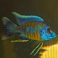 Lwanda Peacock 5cm