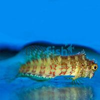 Blenny Lawnmower - Medium