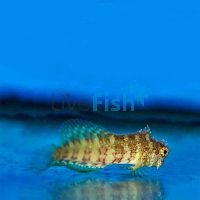Lawnmower Blenny - Small