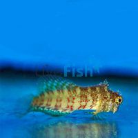 Lawnmower Blenny - Medium
