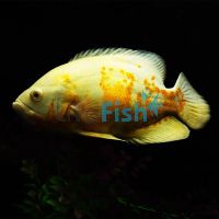Lemon Tiger Oscar 5cm