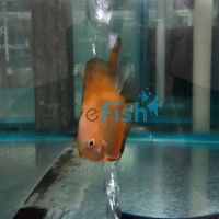 Lemon Discus 5cm