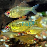 Lemon Tetra 2cm