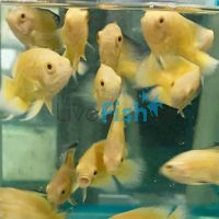 Yellow Lemon Oscar 9cm