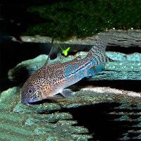 Julii Corydoras - Leopard 3.5cm