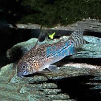 Julii Corydoras 3cm - Leopard