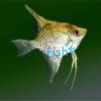 Leopard Angelfish 3.5cm